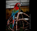 Green-winged Macaw