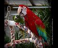 Green-winged Macaw