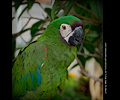 Hahn's Macaw