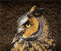 Long-eared Owl