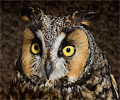 Long-eared Owl