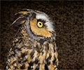 Long-eared Owl