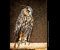 Long-eared Owl