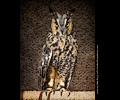 Long-eared Owl