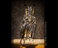 Long-eared Owl