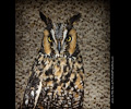 Long-eared Owl