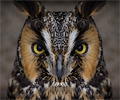 Long-eared Owl