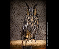 Long-eared Owl