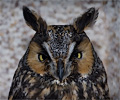 Long-eared Owl