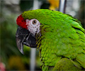 Military Macaw