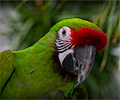 Military Macaw