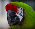 Military Macaw