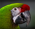 Military Macaw