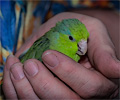 Pacific Parrotlet