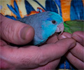 Pacific Parrotlet