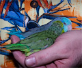 Pacific Parrotlet