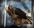 Rough-legged Hawk