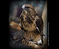 Rough-legged Hawk