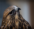 Rough-legged Hawk
