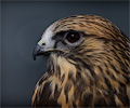 Rough-legged Hawk
