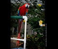 Scarlet Macaw
