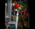 Scarlet Macaw