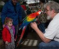 Scarlet Macaw