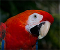 Scarlet Macaw