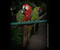 Scarlet Macaw
