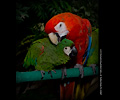 Scarlet Macaw