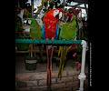 Scarlet Macaw