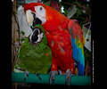 Scarlet Macaw