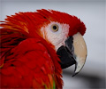 Scarlet Macaw