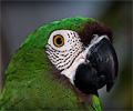 Severe Macaw