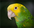 Yellow-headed Amazon Parrot