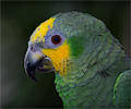 Yellow-headed Amazon Parrot