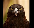 Golden Eagle