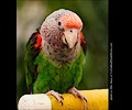 Cape Parrot