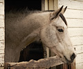 Cowboy Jimmys horse