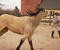 Cowboy Jimmys horse
