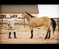 Cowboy Jimmys horse