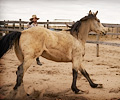 Cowboy Jimmys horse