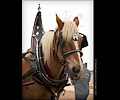 Draft Horses