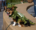 Tour de Corgi 2017