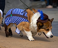 Tour de Corgi 2017