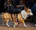 Tour de Corgi 2017