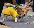 Tour de Corgi 2017