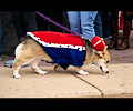 Tour de Corgi 2017