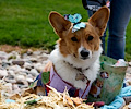 Tour de Corgi 2017