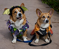 Tour de Corgi 2017